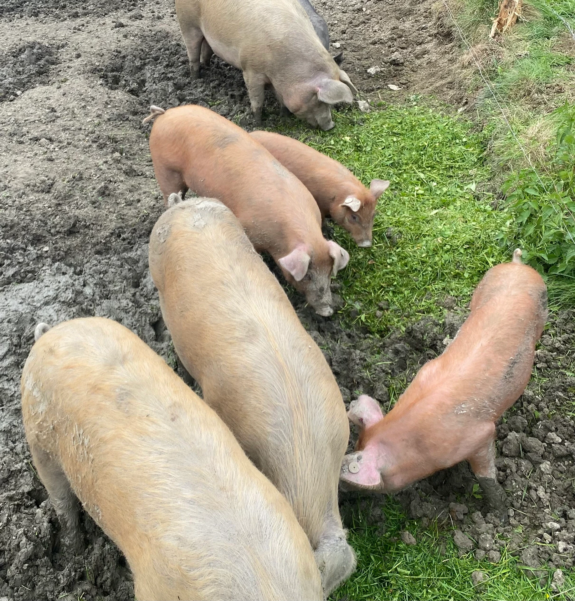 Colis de porc 10 kg