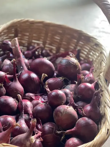 Oignons rouges