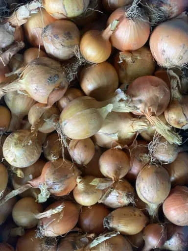 Oignons jaunes